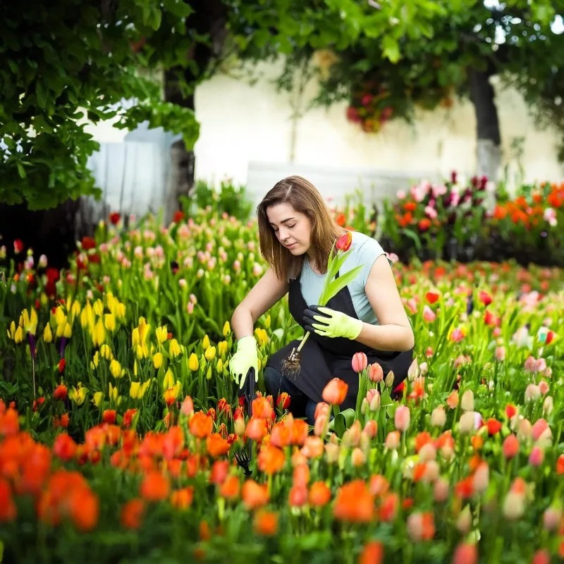 أداة يدوية 2 في 1 للحدائق: مشط - مراجعة Gardening Tools Shovel وسعره