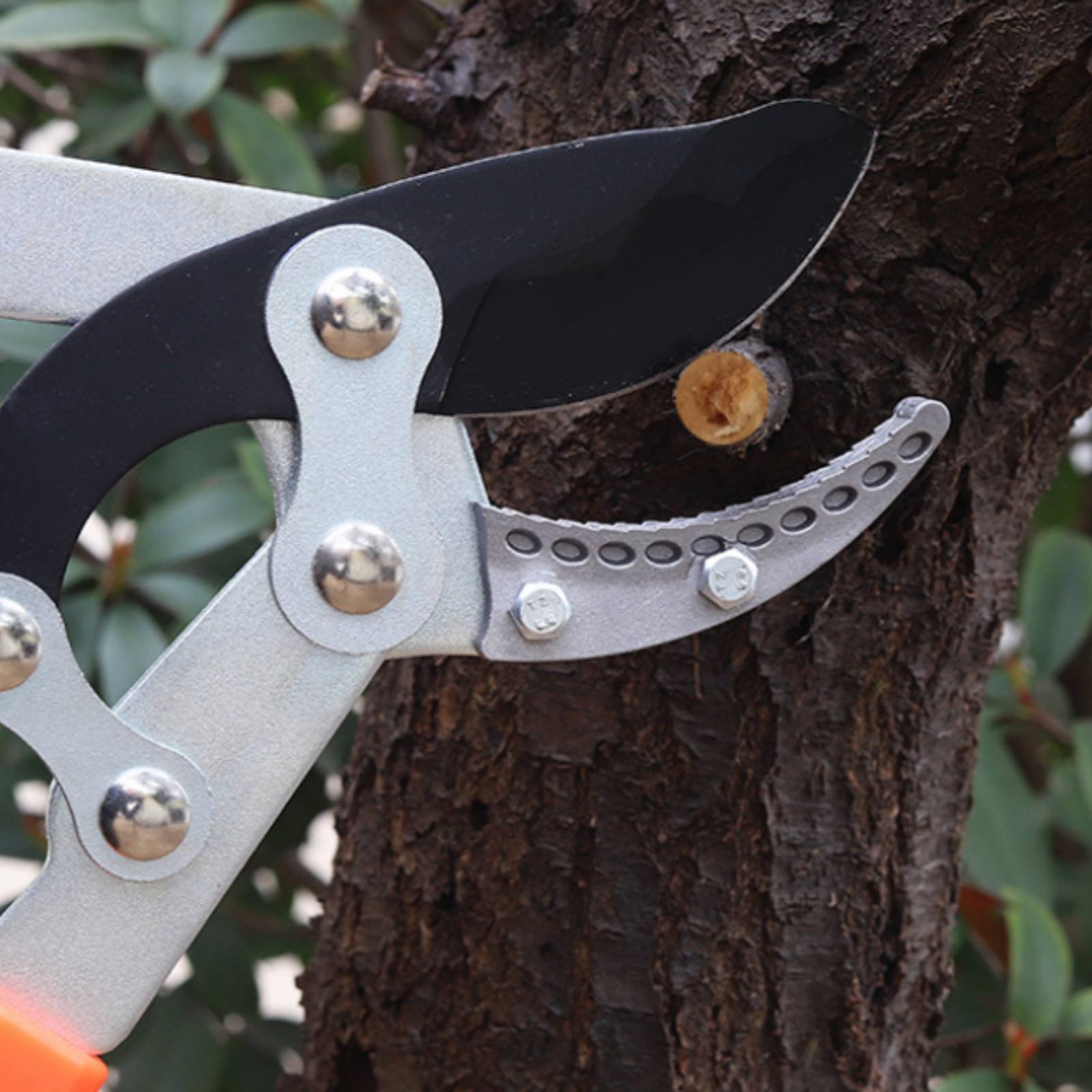 مقصات تقليم الأغصان التلسكوبية - مراجعة Gardening Tools وسعره